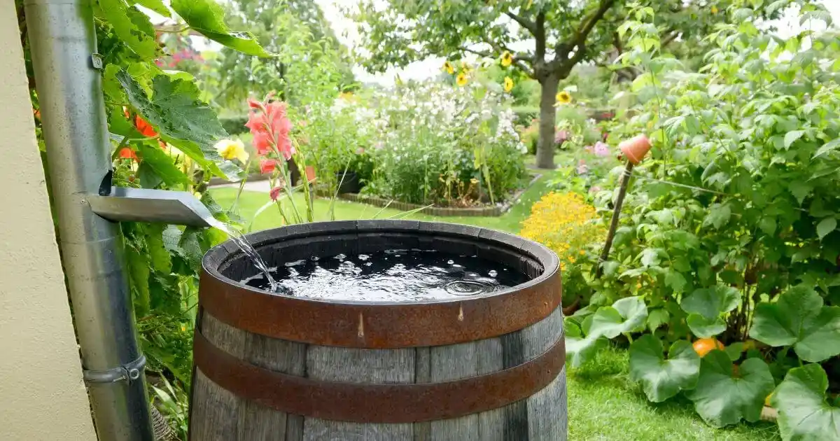 Now Using Rain Barrels